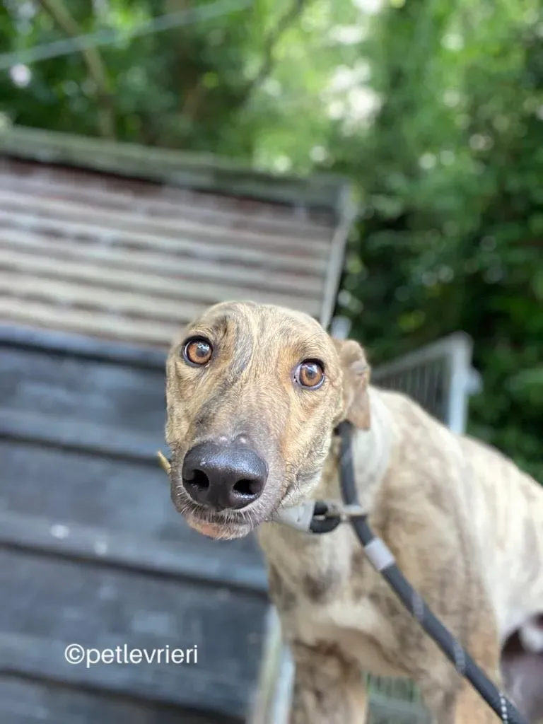 Tormund greyhound adozione pet levrieri 06 1