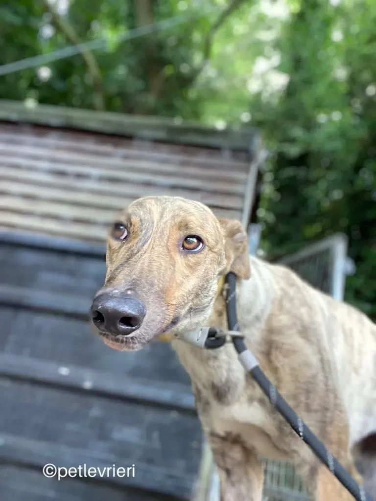 Tormund greyhound adozione pet levrieri 07 1