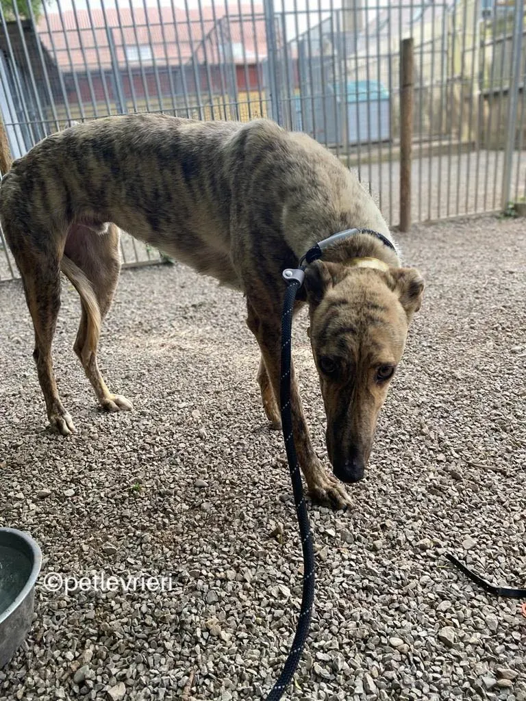 Tormund greyhound adozione pet levrieri 09 1