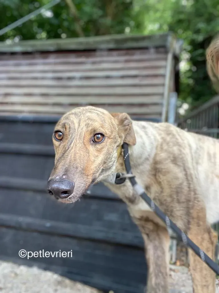 Tormund greyhound adozione pet levrieri 10 1