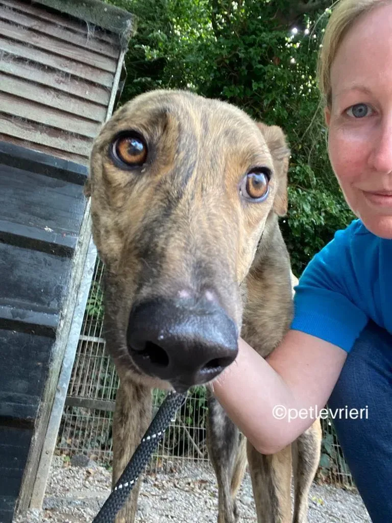 Tormund greyhound adozione pet levrieri 11 1
