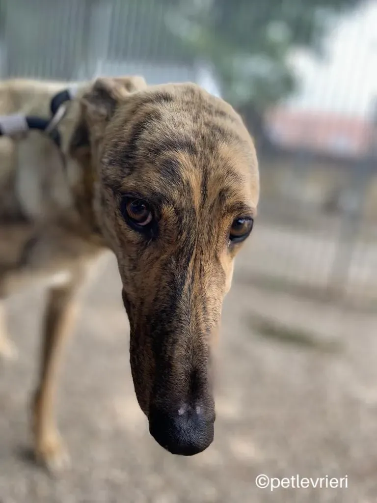 Tormund greyhound adozione pet levrieri 12 1