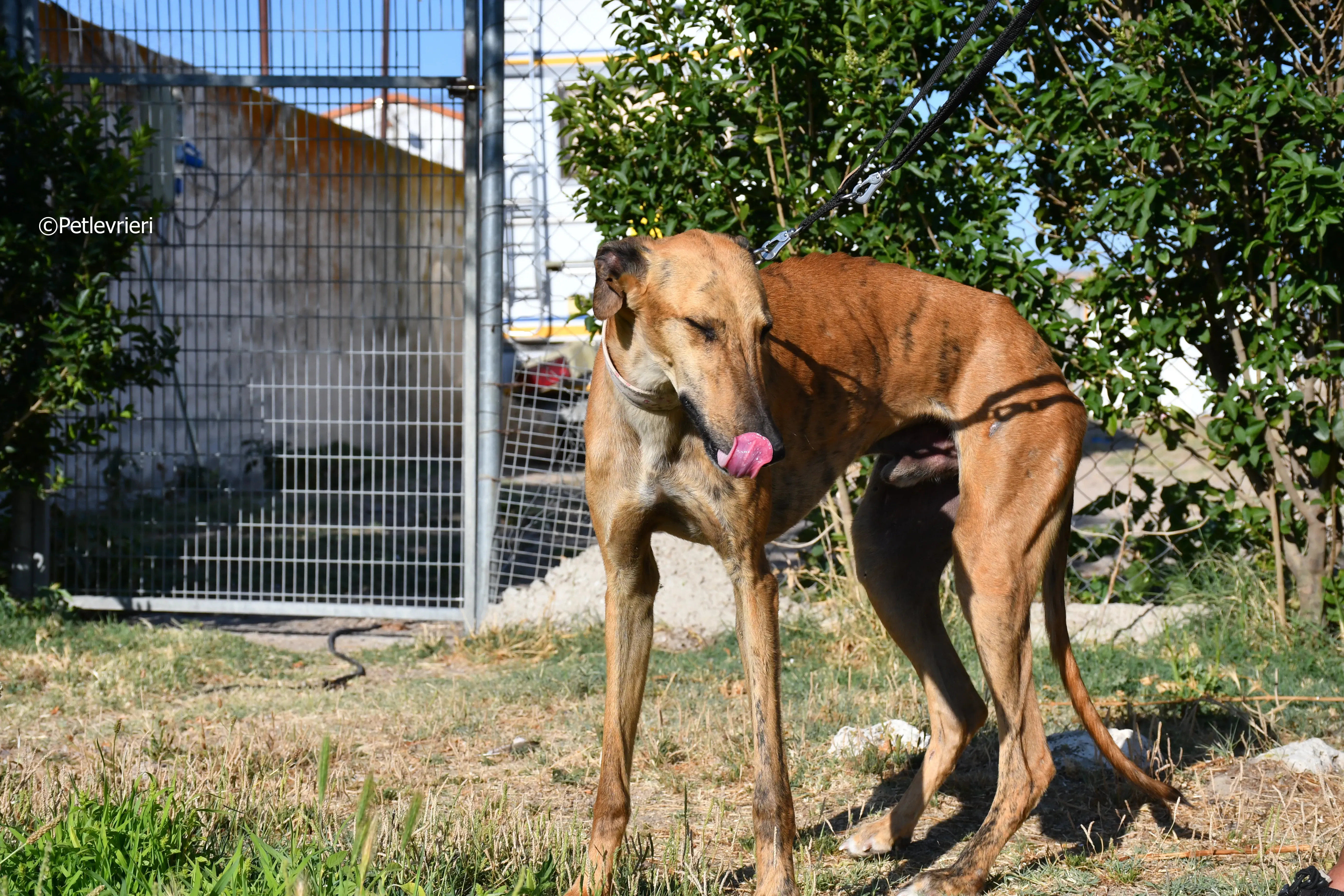 Torrezno adozione levrieri galgo 10
