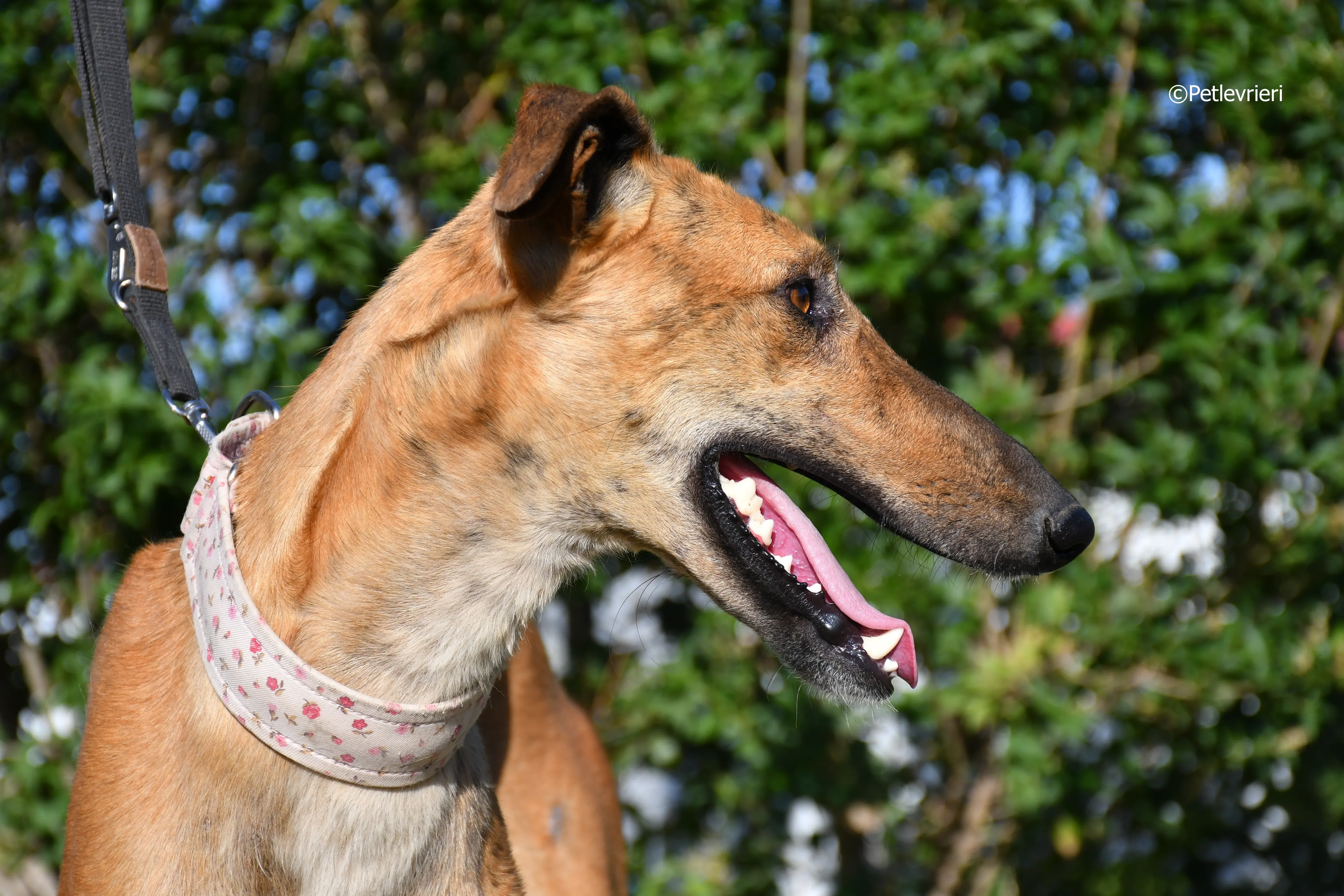 Torrezno adozione levrieri galgo 11