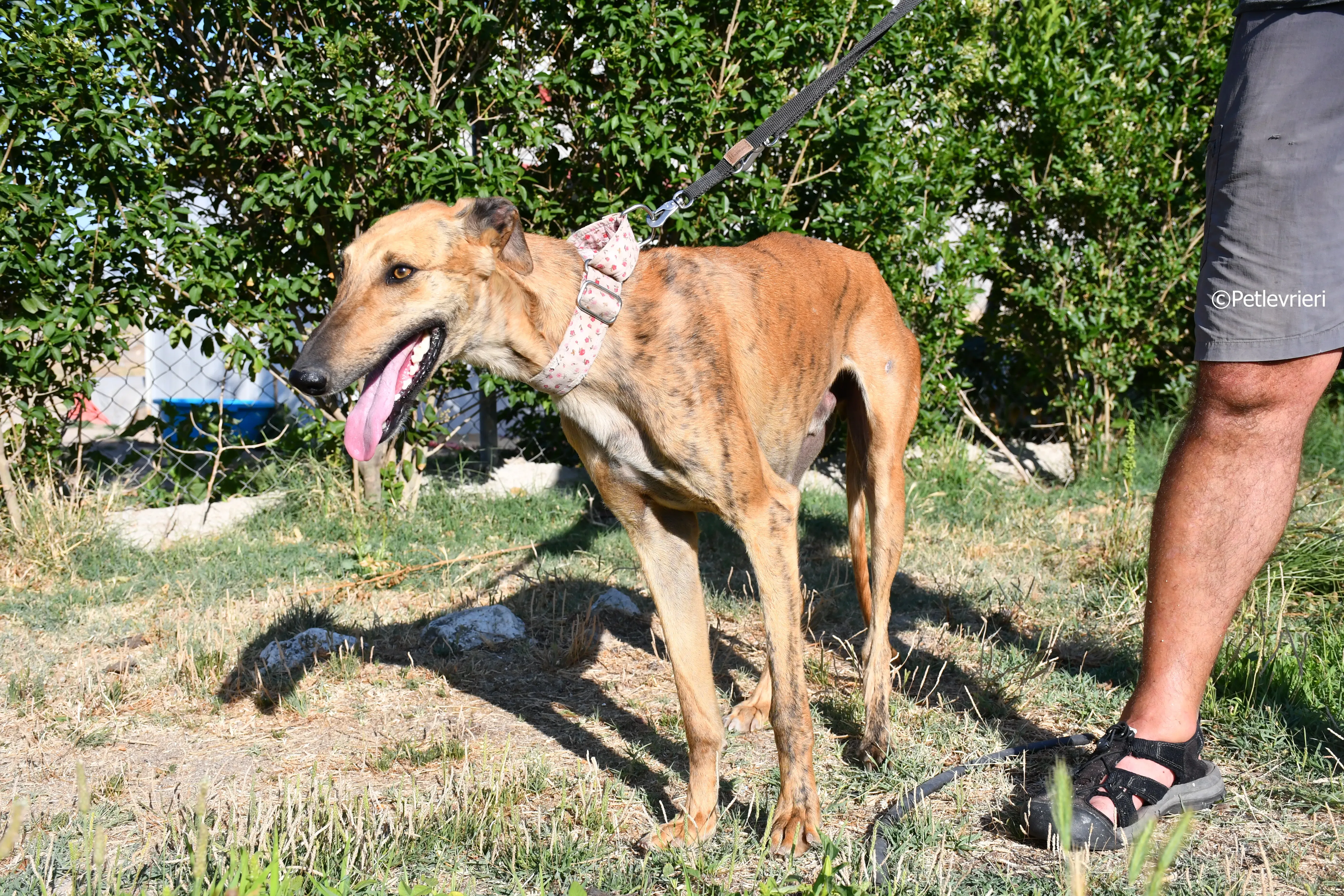 Torrezno adozione levrieri galgo 14