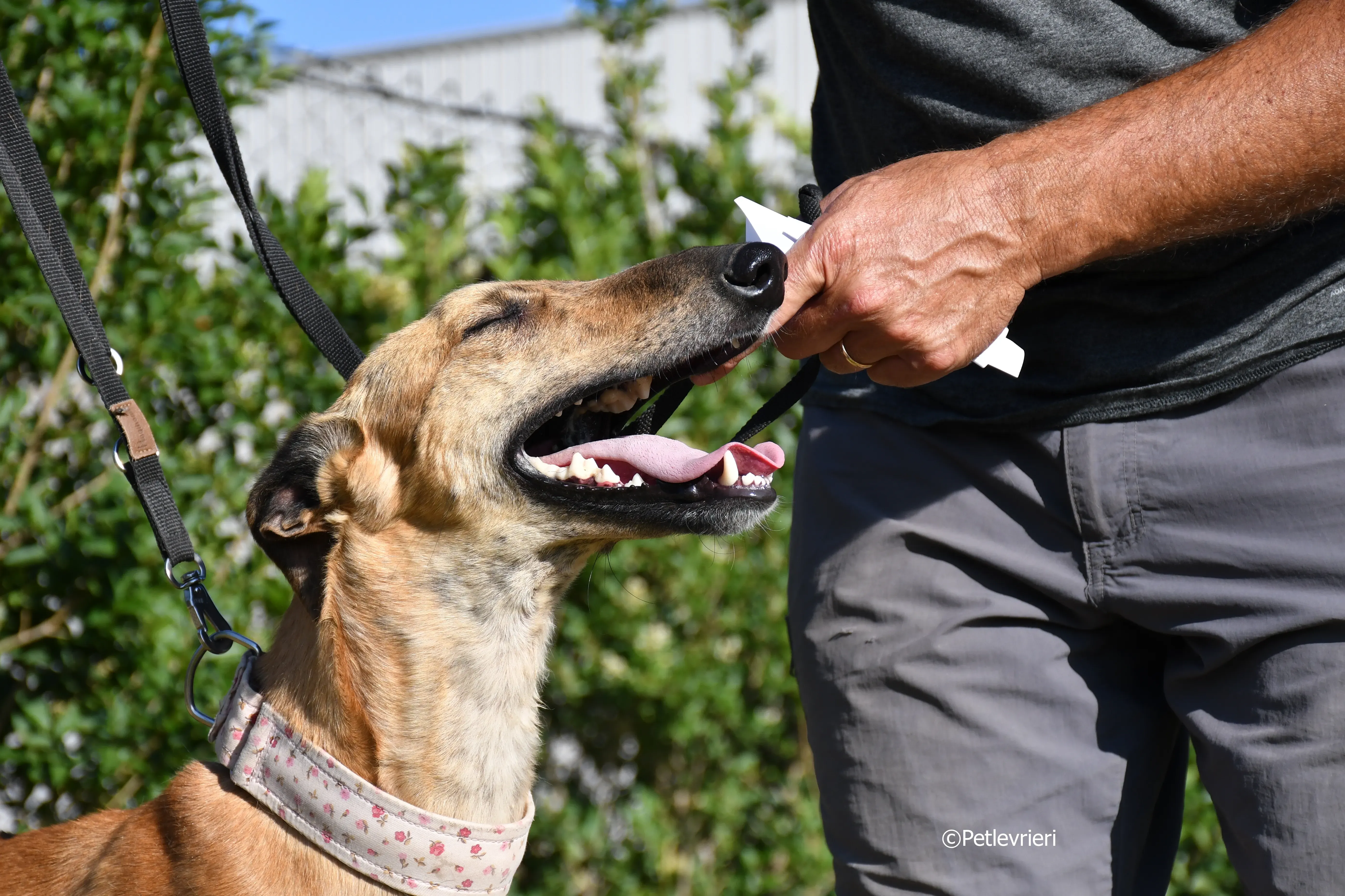 Torrezno adozione levrieri galgo 15
