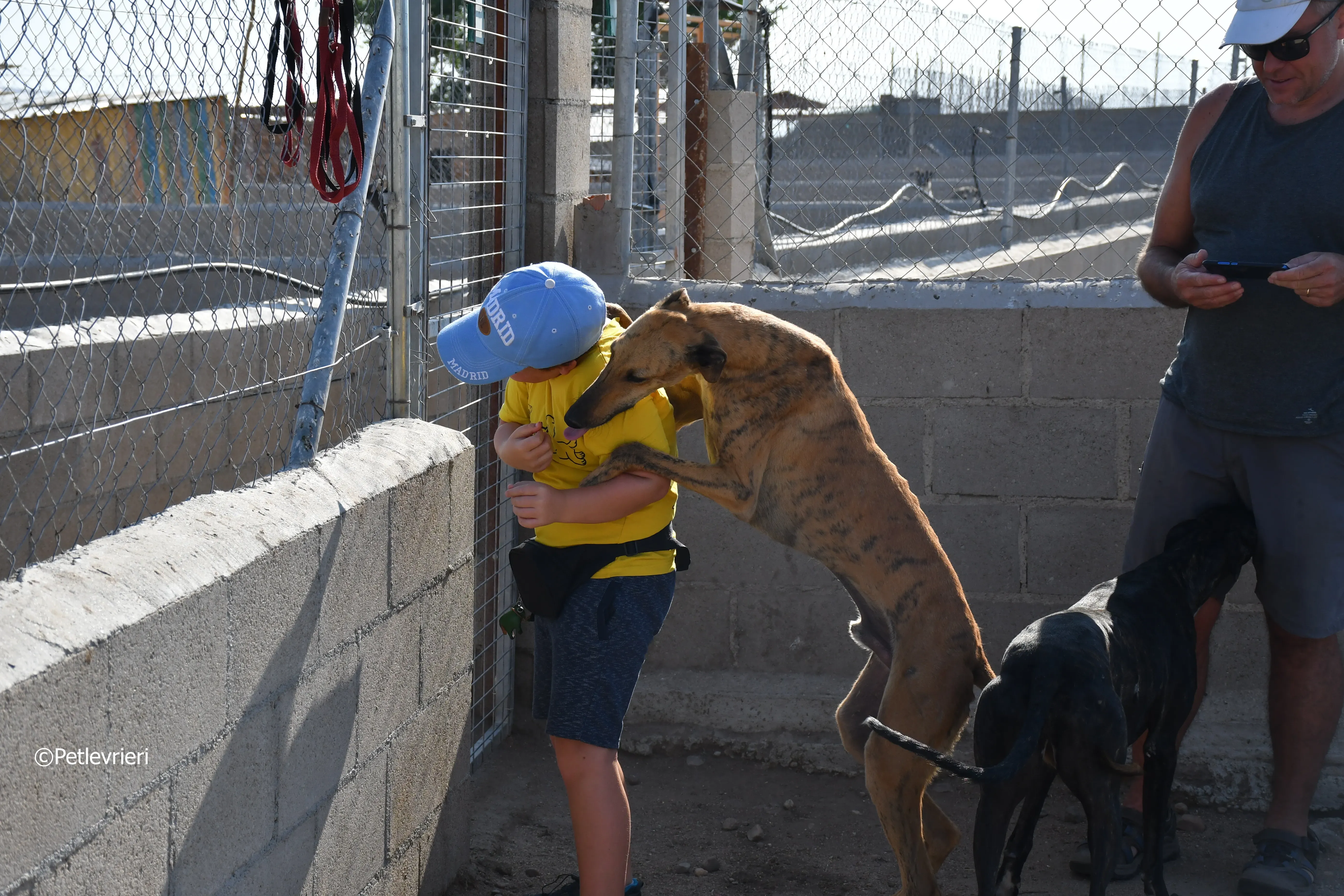 Torrezno adozione levrieri galgo 16