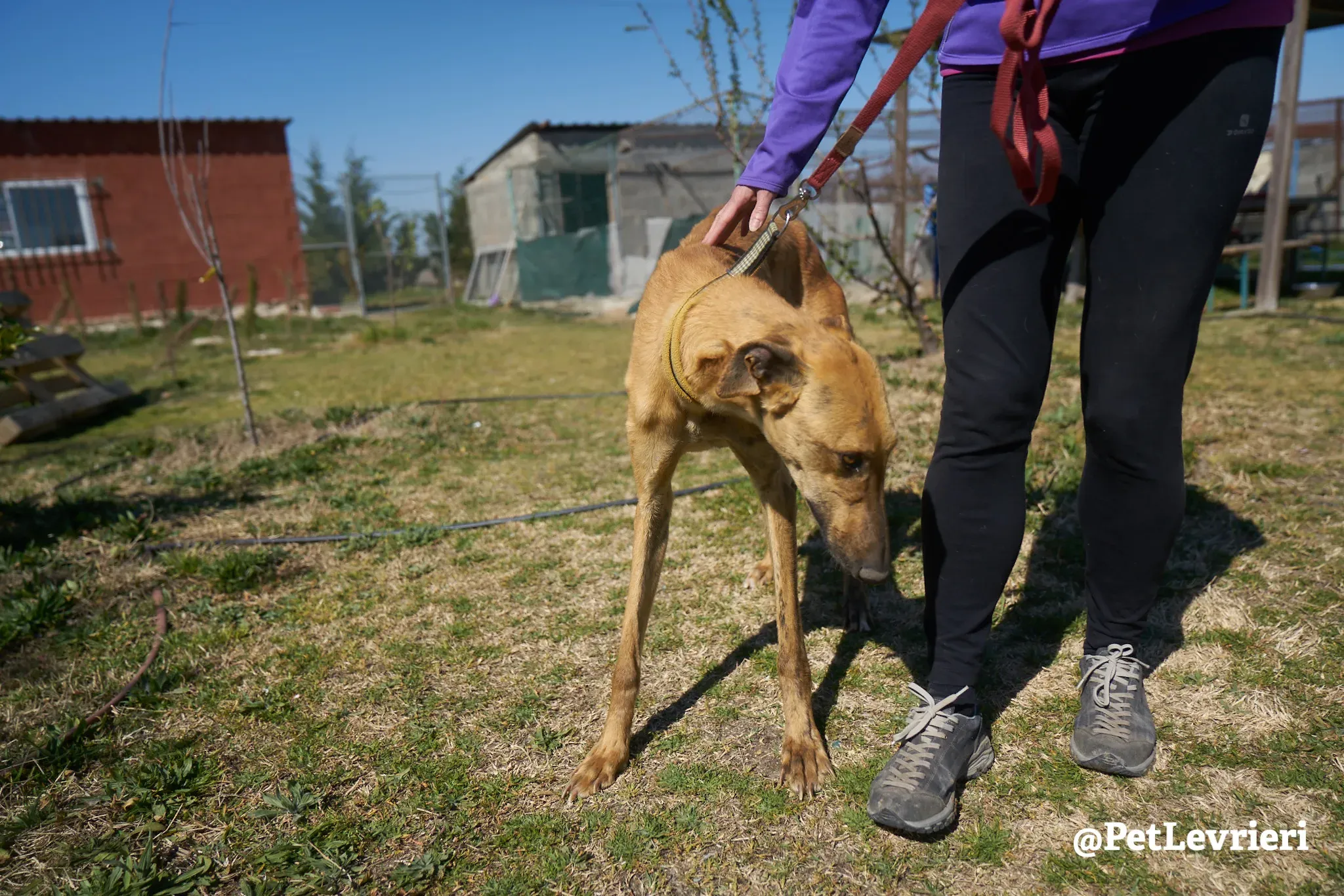 Torrezno adozione levrieri galgo 17