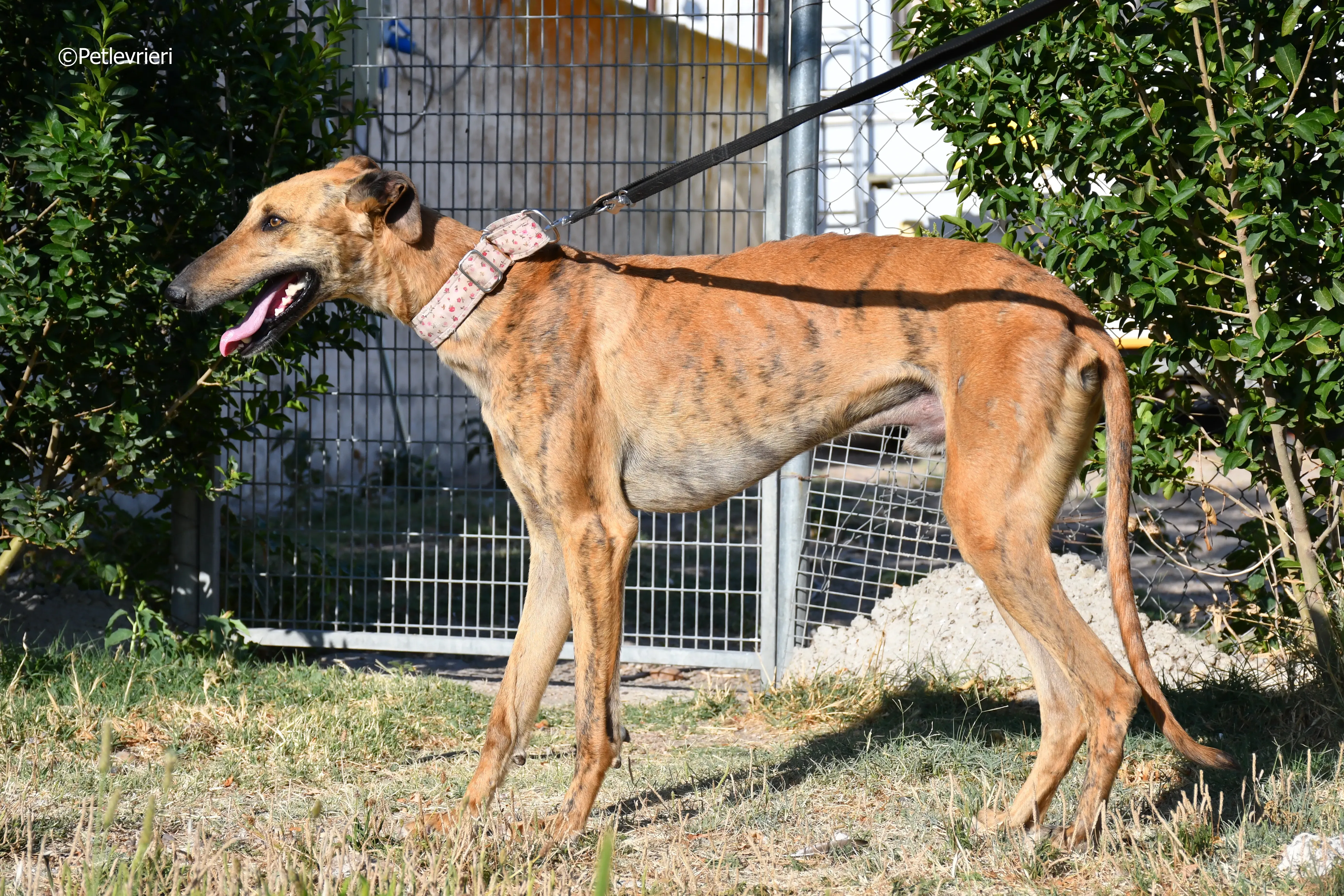 Torrezno adozione levrieri galgo 2