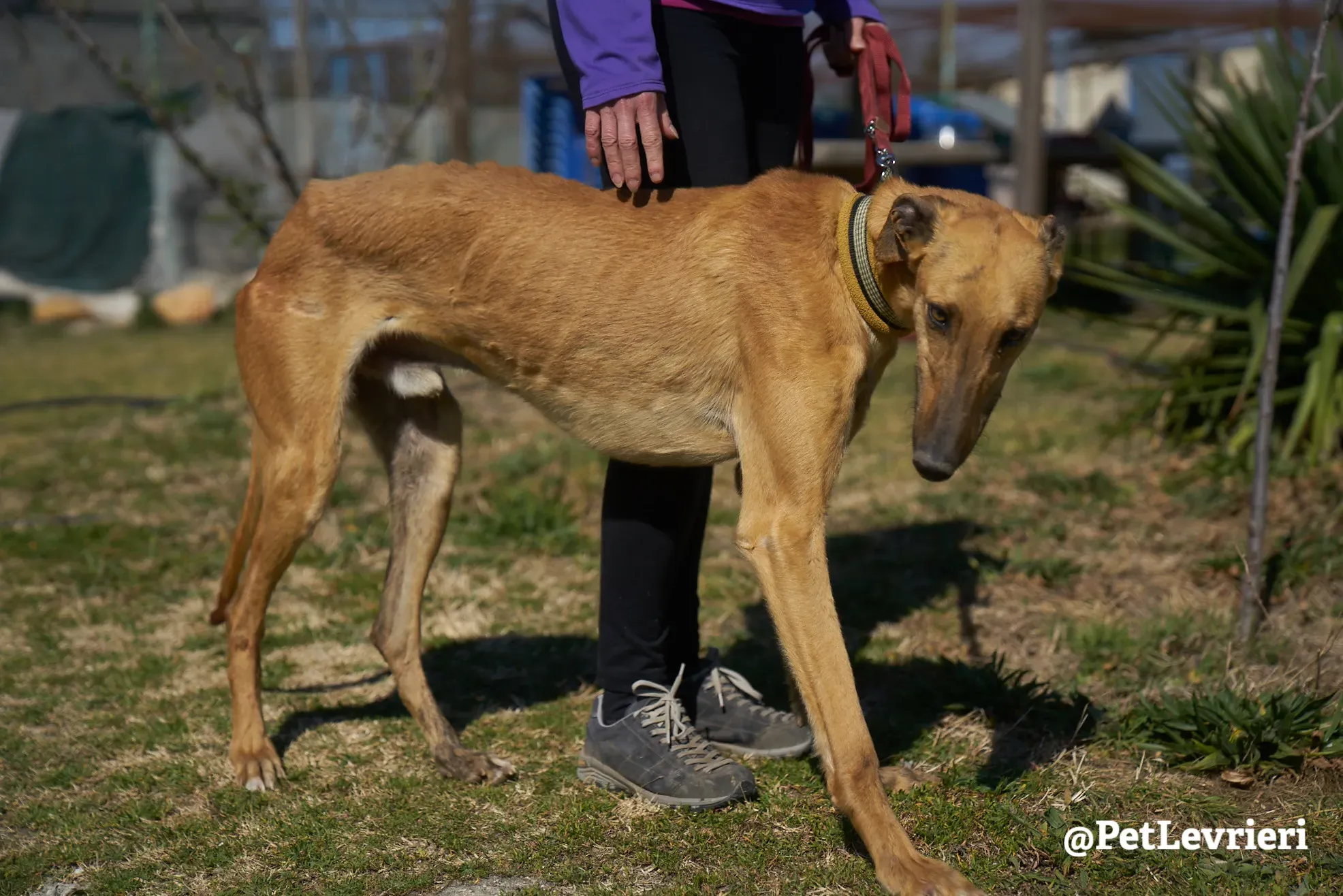 Torrezno adozione levrieri galgo 20