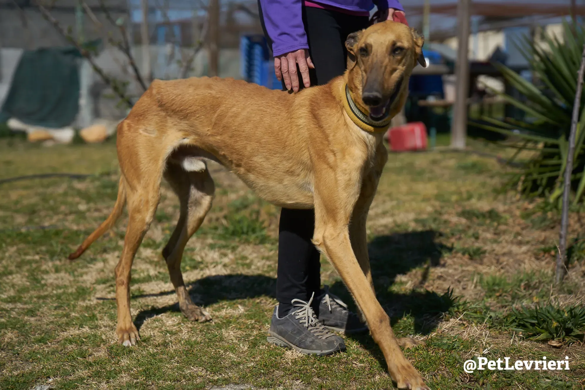 Torrezno adozione levrieri galgo 21