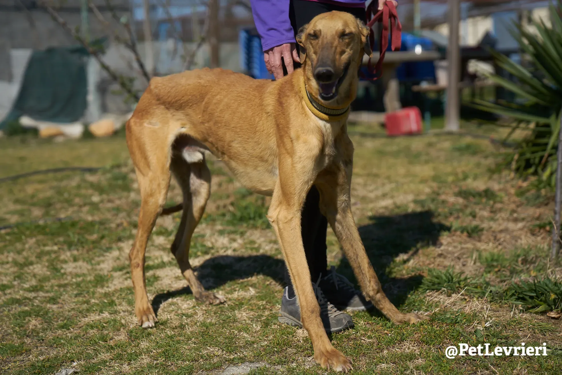 Torrezno adozione levrieri galgo 22