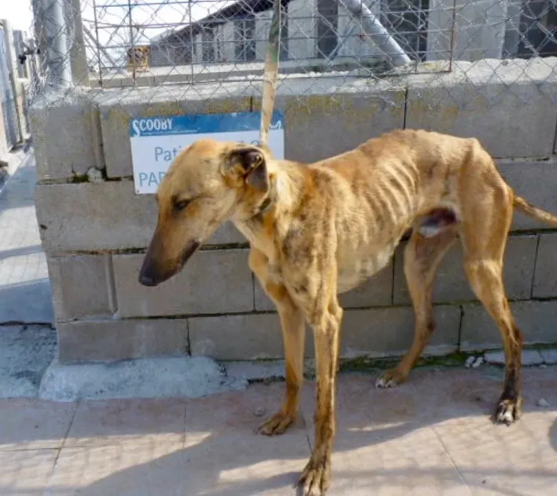 Torrezno adozione levrieri galgo 23