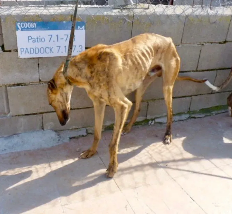 Torrezno adozione levrieri galgo 24