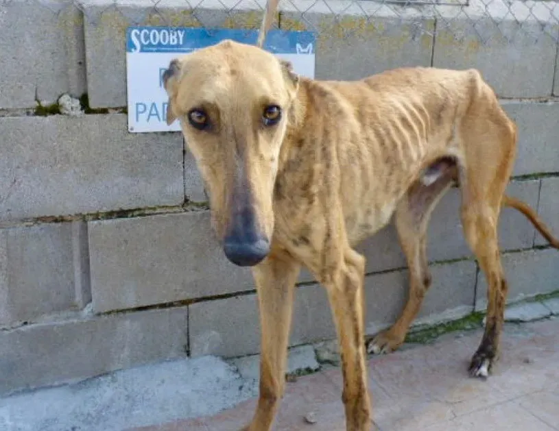 Torrezno adozione levrieri galgo 26