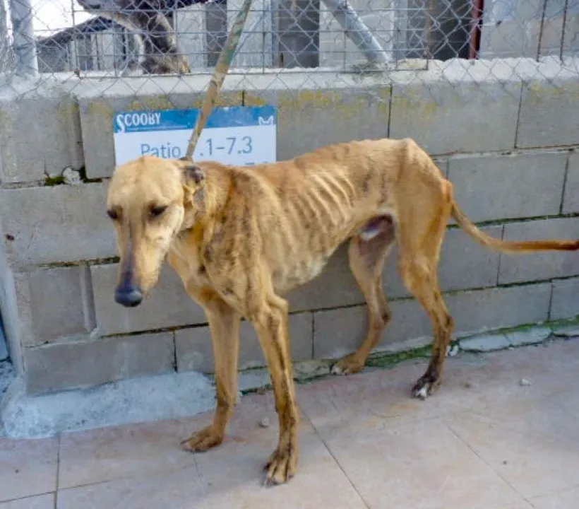 Torrezno adozione levrieri galgo 27