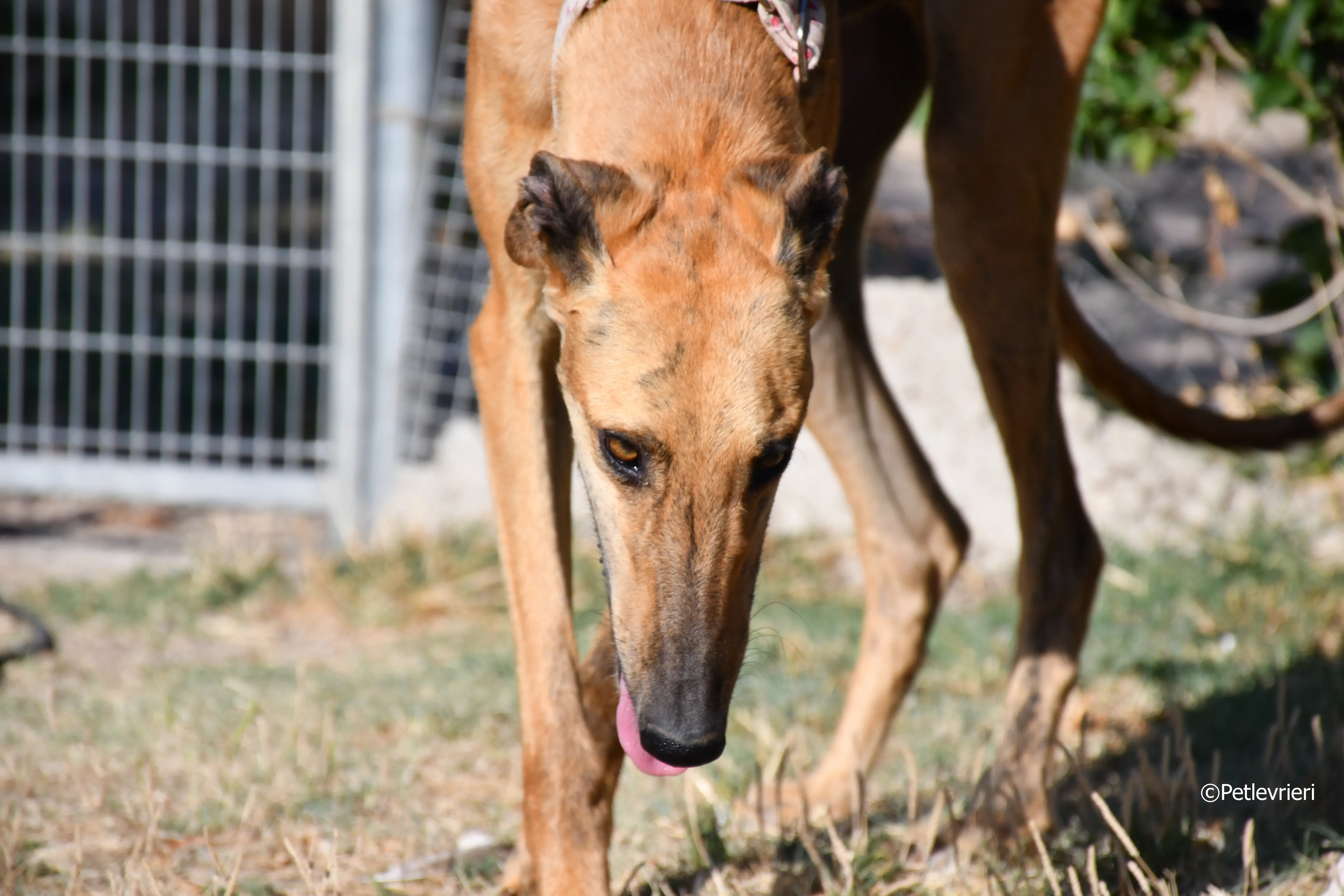 Torrezno adozione levrieri galgo 3