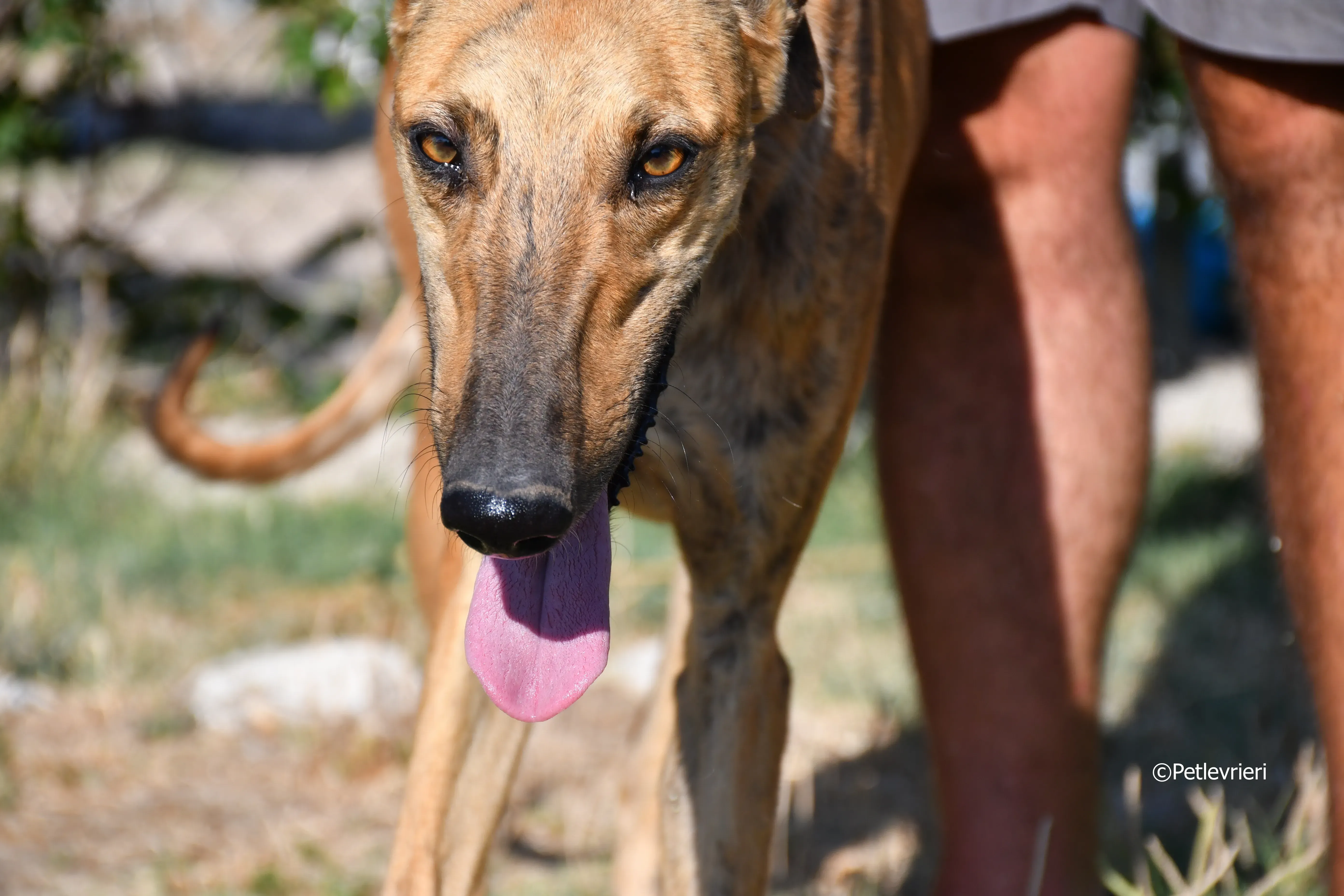 Torrezno adozione levrieri galgo 4