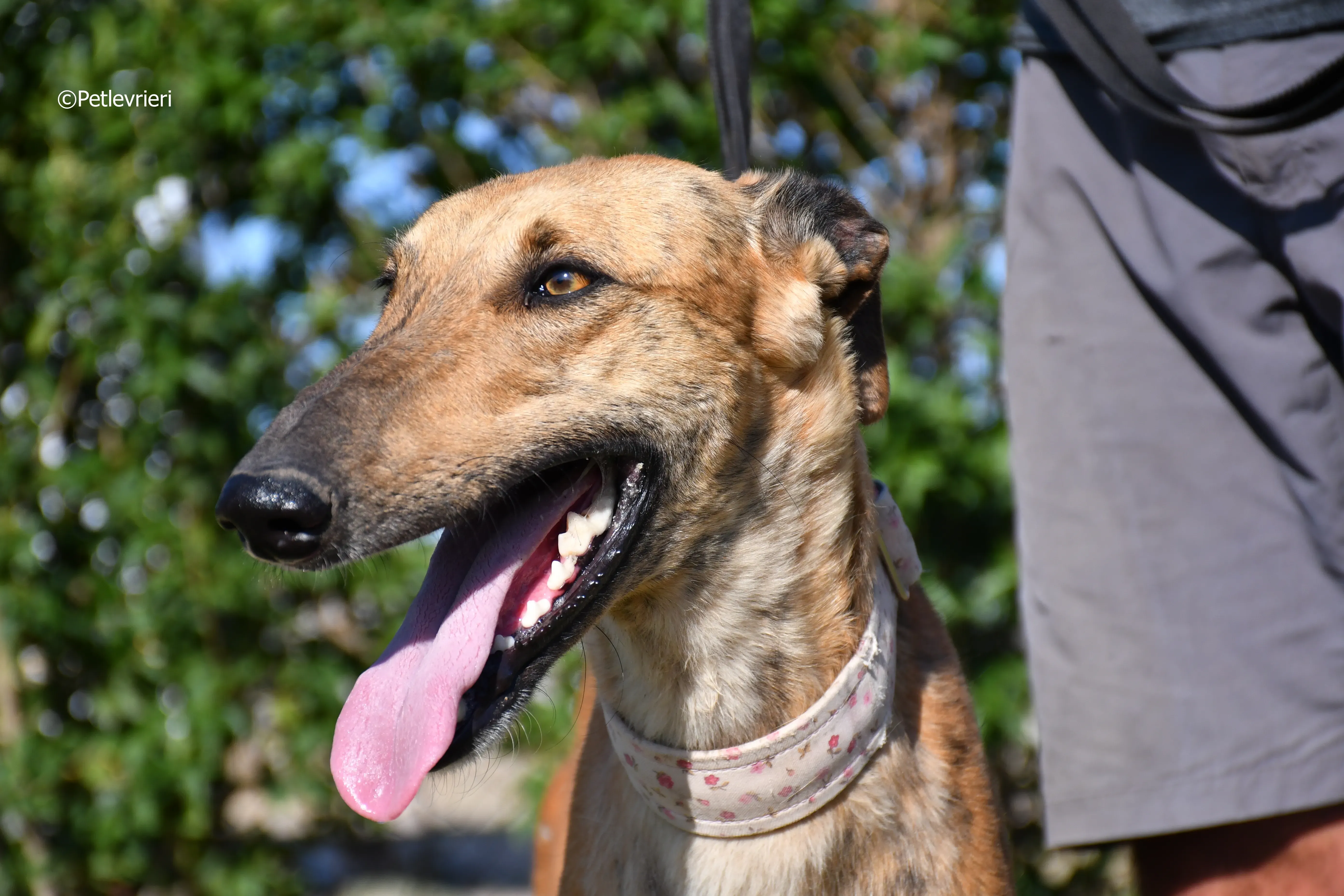 Torrezno adozione levrieri galgo 6