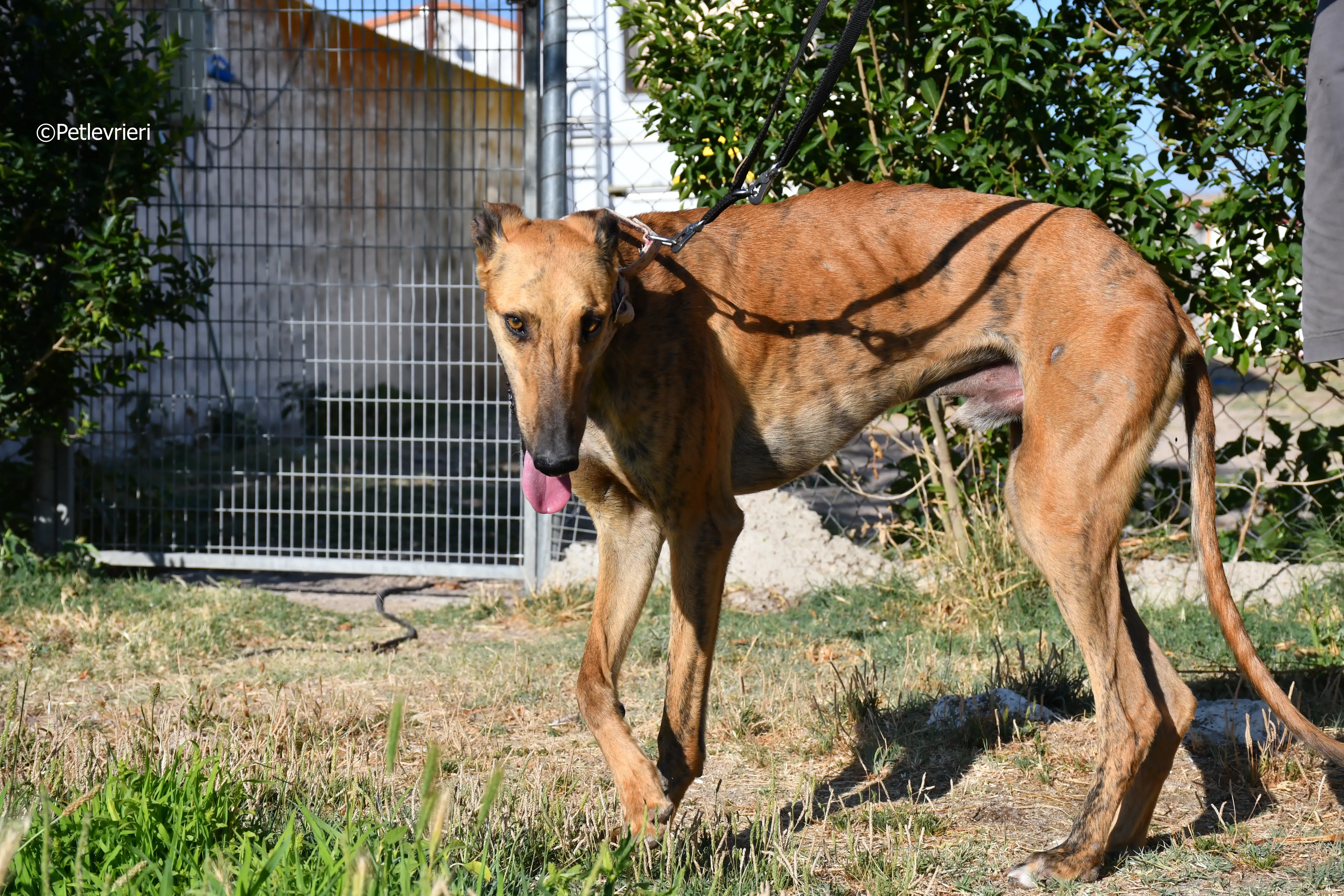 Torrezno adozione levrieri galgo 8