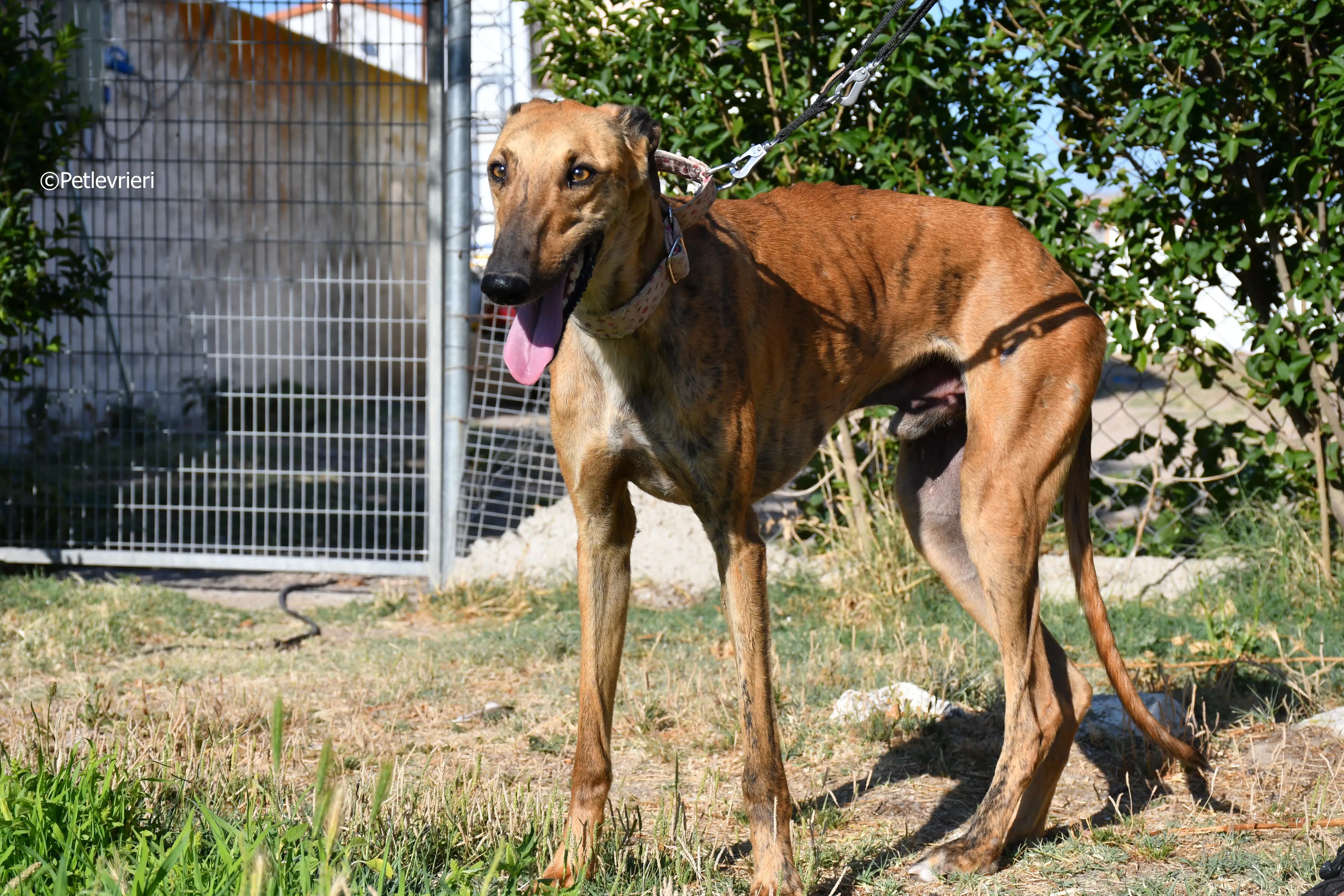 Torrezno adozione levrieri galgo 9