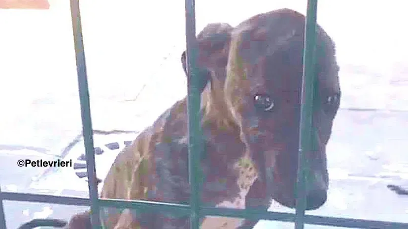 Torvi adozione levrieri galgo 01