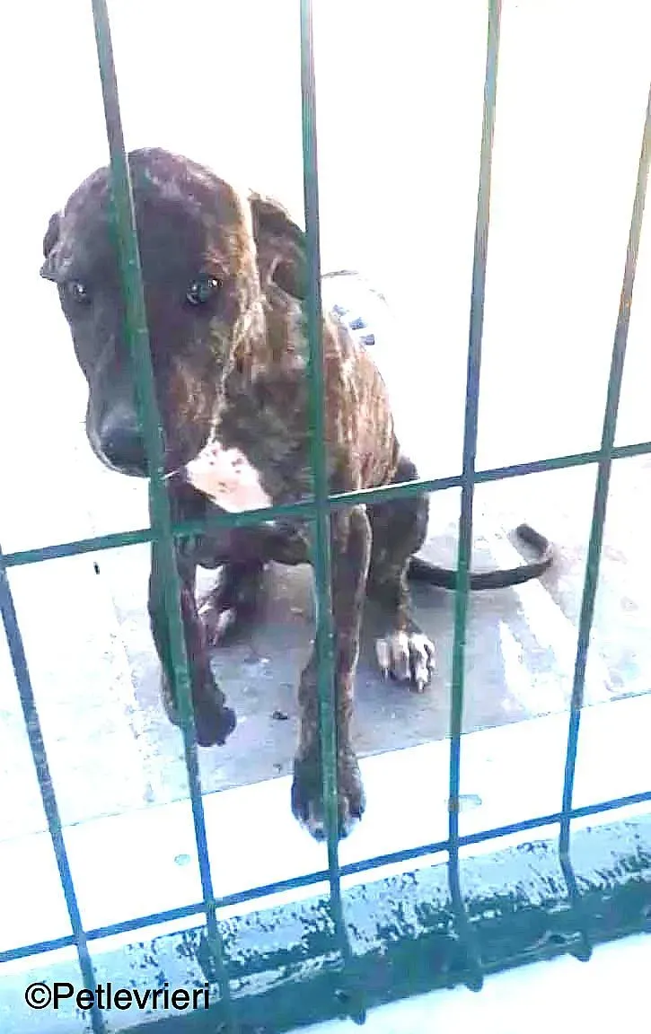 Torvi adozione levrieri galgo 04