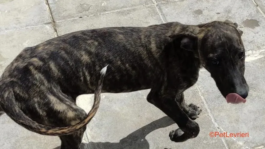 Torvi adozione levrieri galgo 1