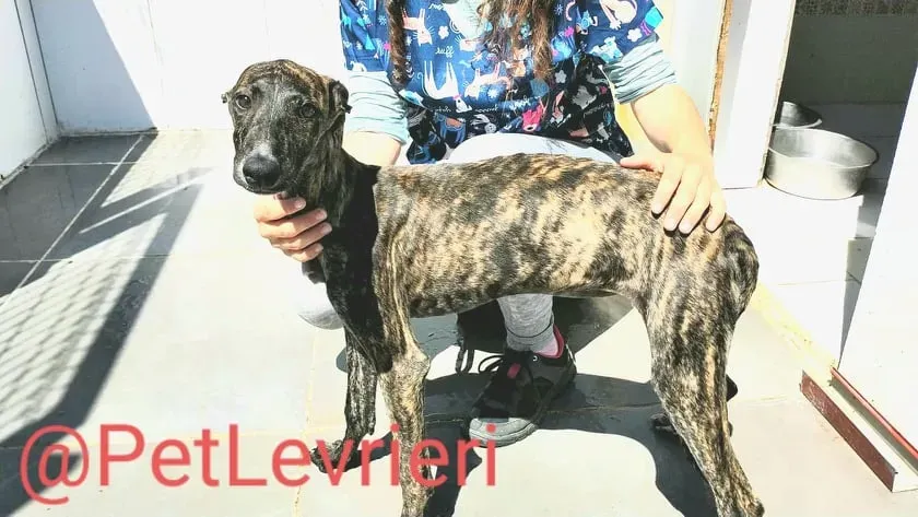 Torvi adozione levrieri galgo 10
