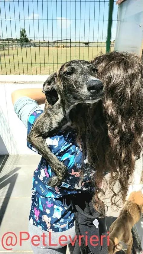 Torvi adozione levrieri galgo 11