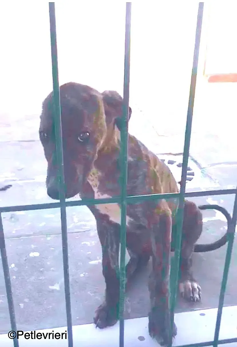 Torvi adozione levrieri galgo 01