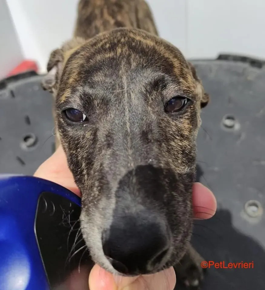 Torvi adozione levrieri galgo 2