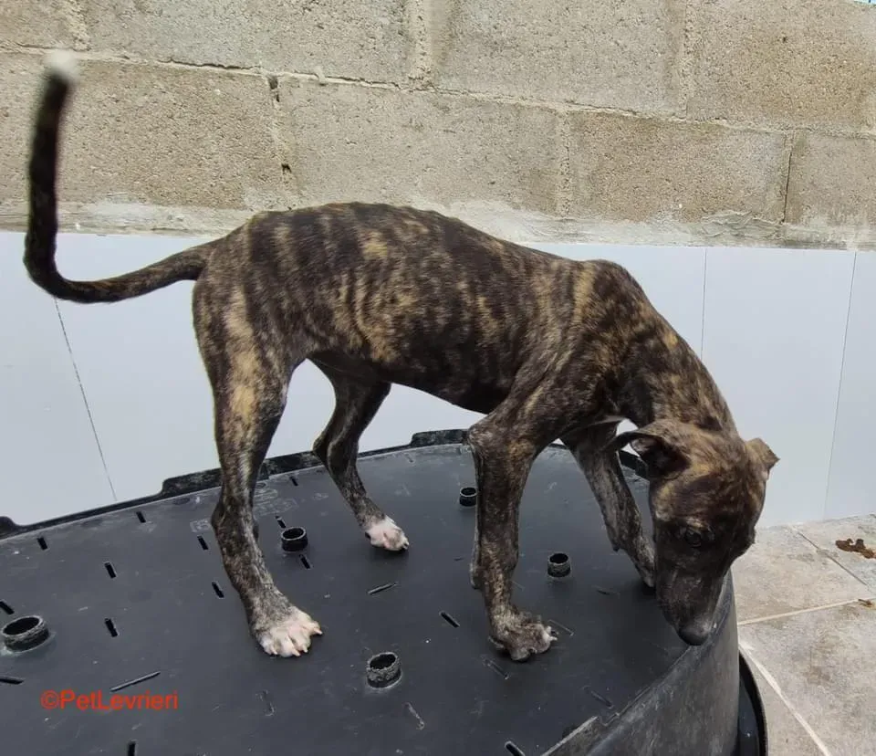 Torvi adozione levrieri galgo 3