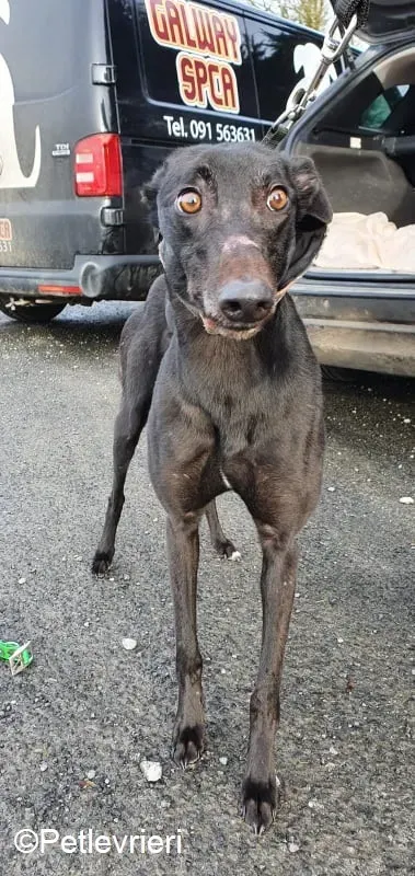 Tosca adozione levrieri greyhound 1