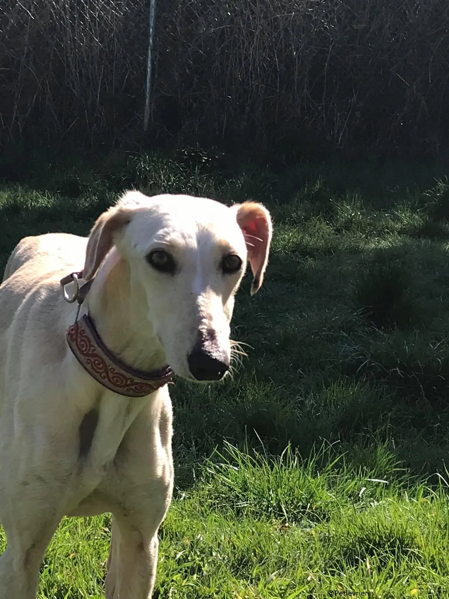 Toulou Lurcher Saluky Adozione Levrieri Adopt 1