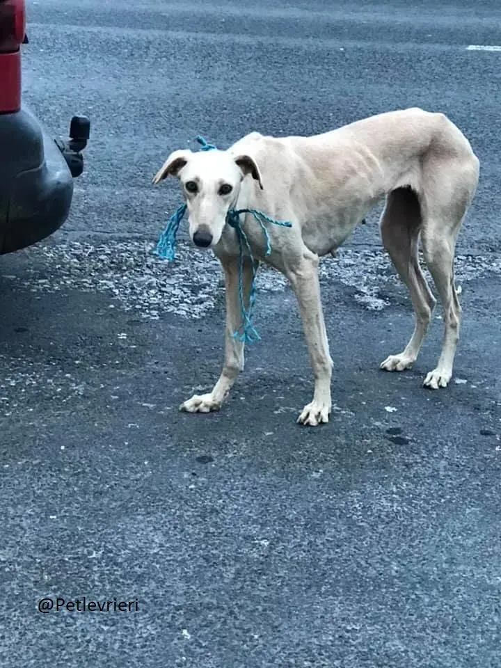 Toulou Lurcher Saluky Adozione Levrieri Adopt 10