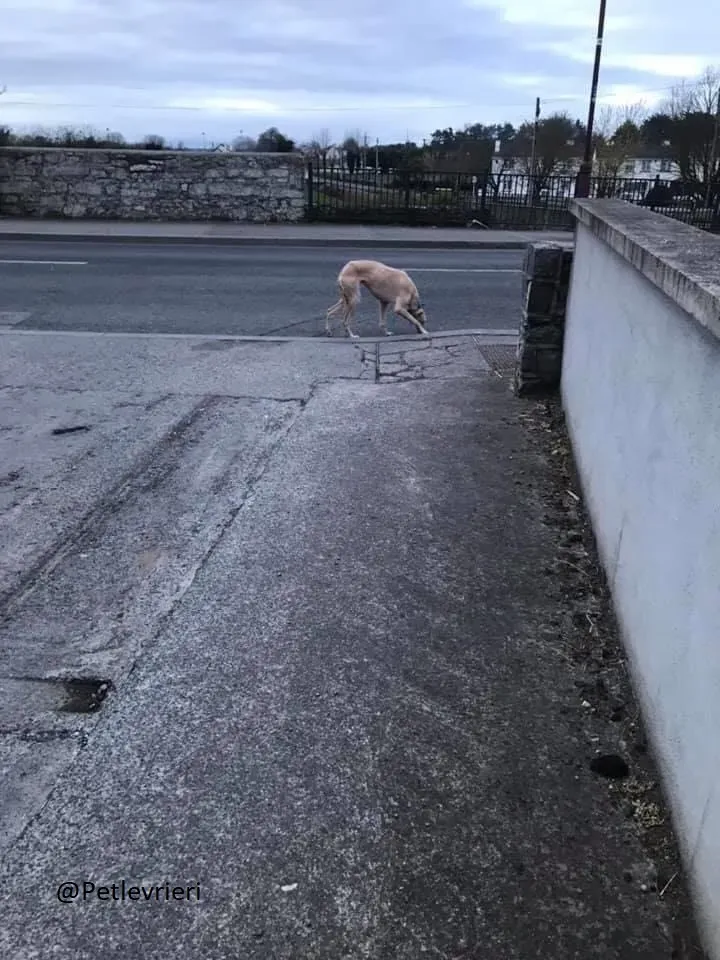Toulou Lurcher Saluky Adozione Levrieri Adopt 11