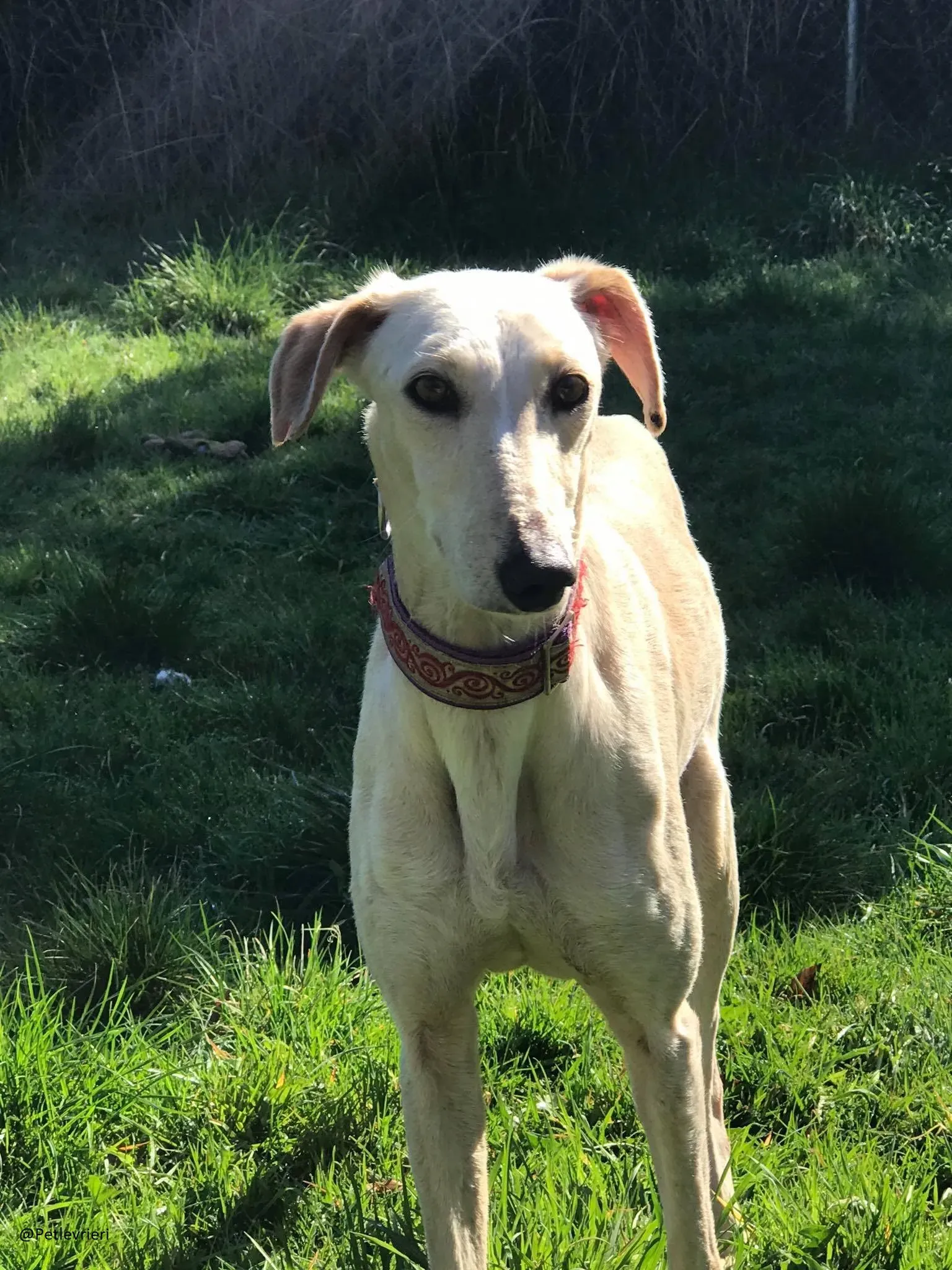 Toulou Lurcher Saluky Adozione Levrieri Adopt 2