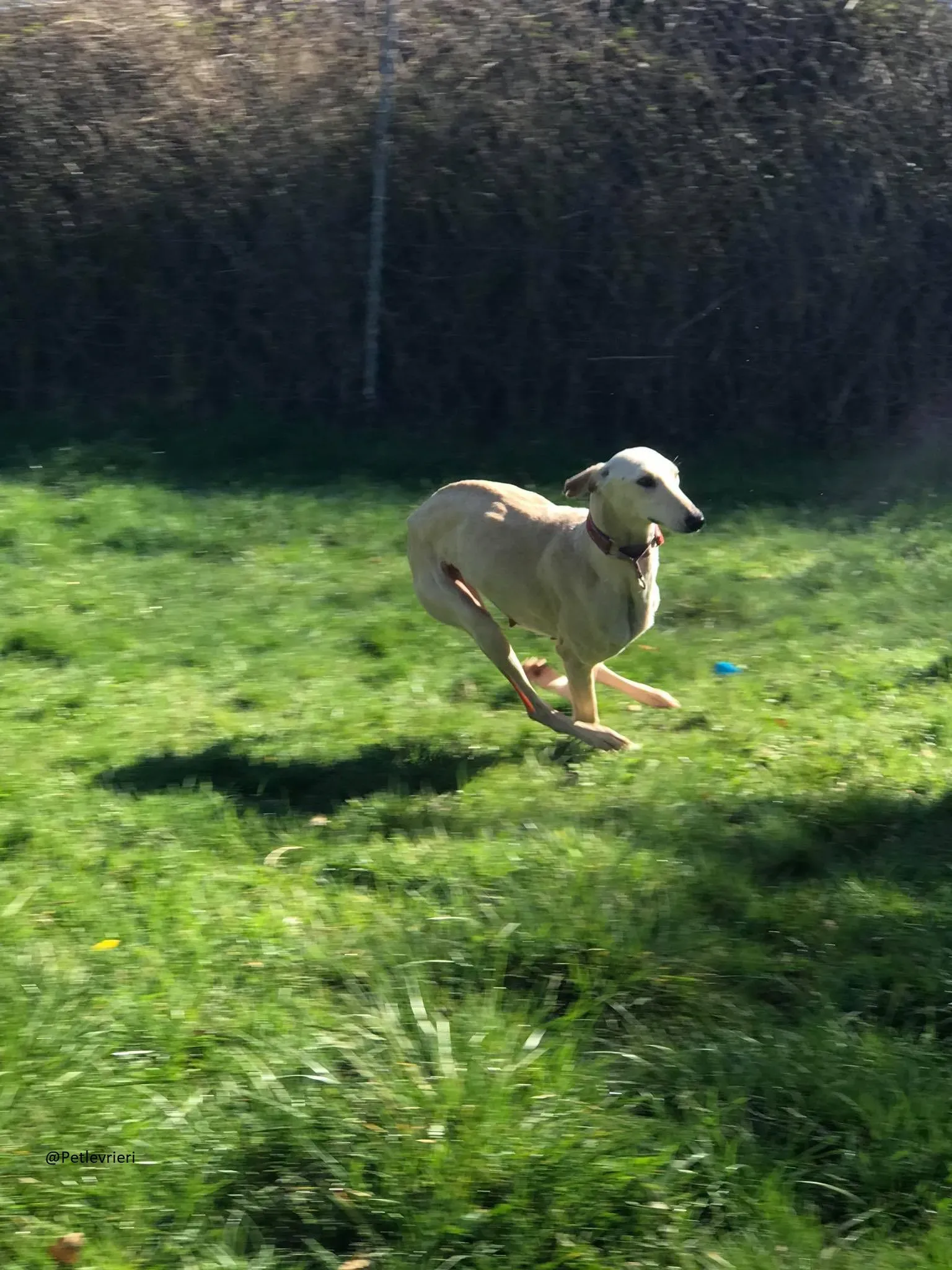 Toulou Lurcher Saluky Adozione Levrieri Adopt 3