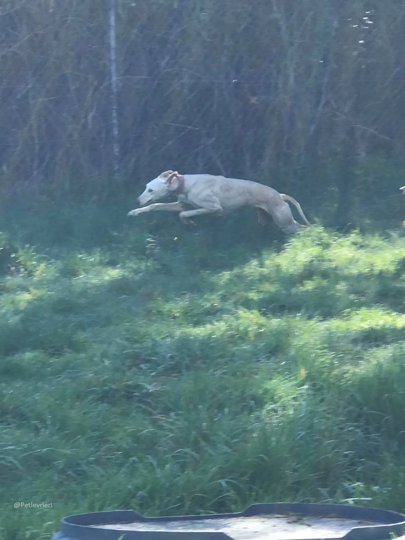 Toulou Lurcher Saluky Adozione Levrieri Adopt 4