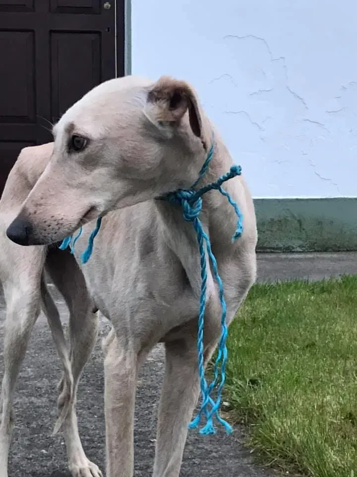 Toulou Lurcher Saluky Adozione Levrieri Adopt 5