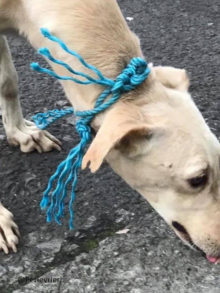 Toulou Lurcher Saluky Adozione Levrieri Adopt 6