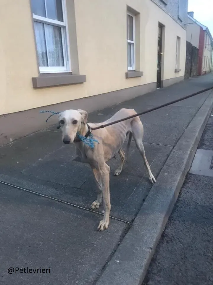 Toulou Lurcher Saluky Adozione Levrieri Adopt 7
