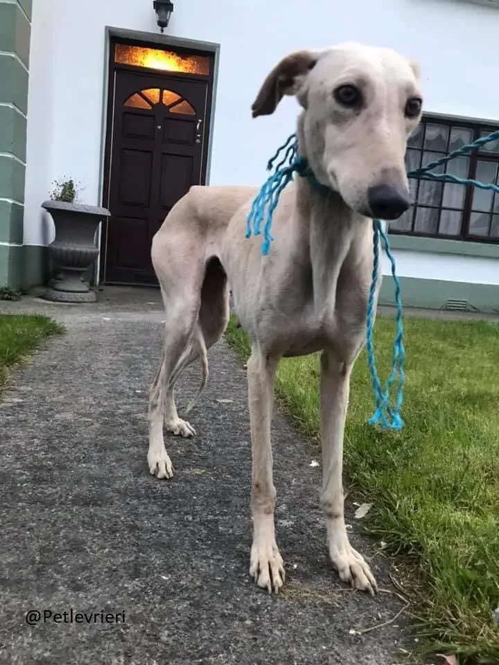 Toulou Lurcher Saluky Adozione Levrieri Adopt 8