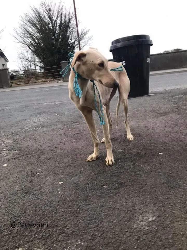 Toulou Lurcher Saluky Adozione Levrieri Adopt 9