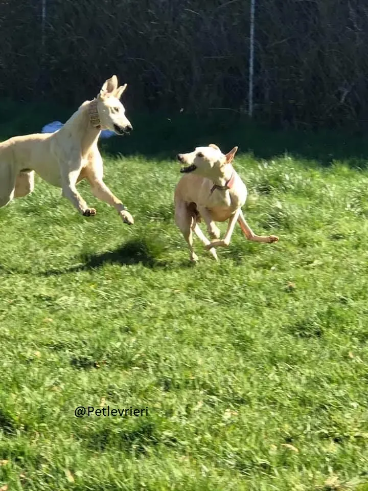 Toulou Lurcher Save Adozione Levrieri 1