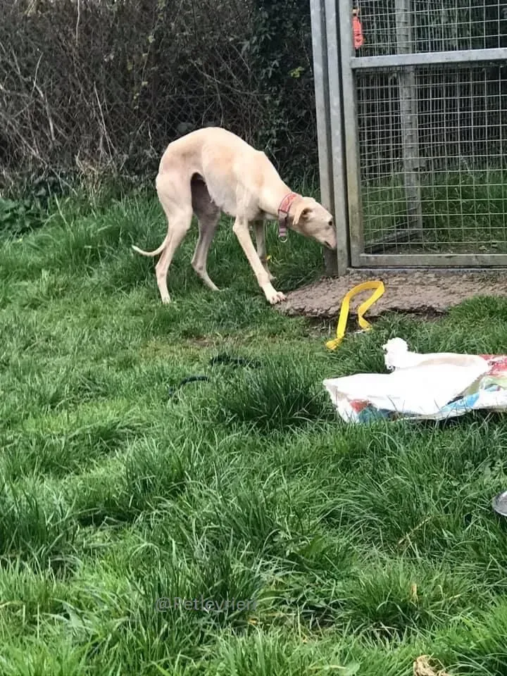 Toulou Lurcher Save Adozione Levrieri 2