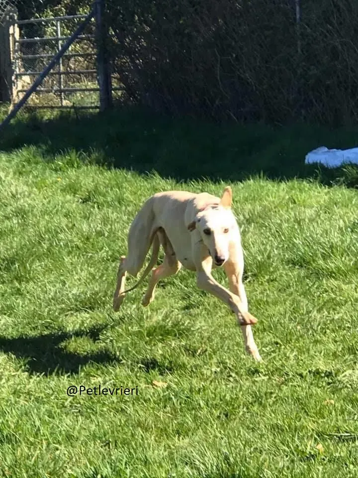Toulou Lurcher Save Adozione Levrieri 3