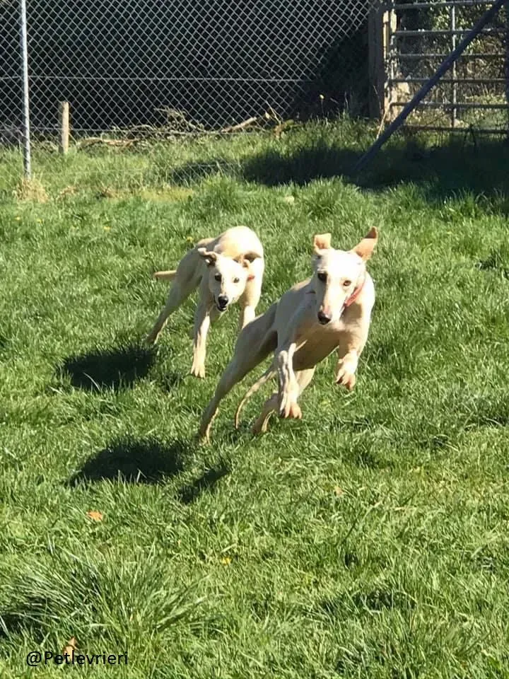 Toulou Lurcher Save Adozione Levrieri 4