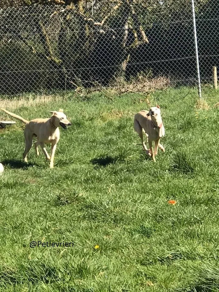 Toulou Lurcher Save Adozione Levrieri 5